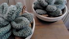 Succulenten in pot - gehaakt - erg apart - 2 - Thumbnail