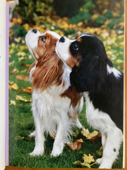 Cavalier King Charles Spaniêl - Rob Bolmans - 3