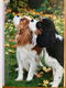 Cavalier King Charles Spaniêl - Rob Bolmans - 3 - Thumbnail