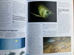 Waarom is de aquariumvis zoals hij is - Ashley Ward - 4 - Thumbnail