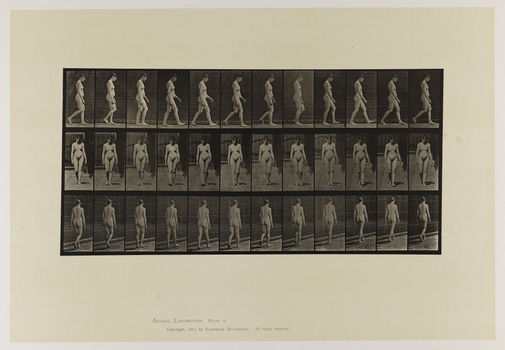 Eadweard Muybridge - Animal Locomotion - 1887 - plaat 17 - 0