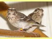 Binnenkort en nu te reserveren prachtige koppels witstuit edelzangers of losse vogels - 0 - Thumbnail
