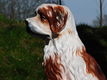 sint bernard hond , beeld - 2 - Thumbnail