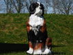 hond berner senne , tuinbeeld - 0 - Thumbnail