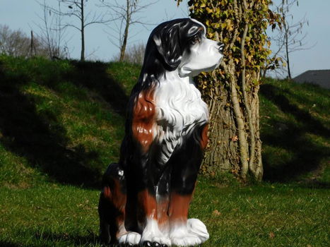 hond berner senne , tuinbeeld - 1