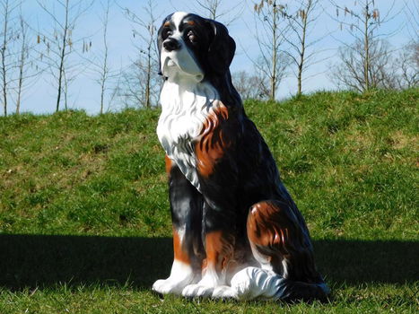 hond berner senne , tuinbeeld - 2