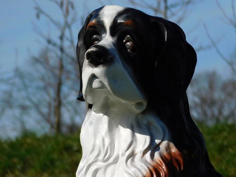 hond berner senne , tuinbeeld - 3