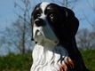 hond berner senne , tuinbeeld - 3 - Thumbnail