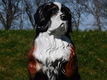 hond berner senne , tuinbeeld - 7 - Thumbnail