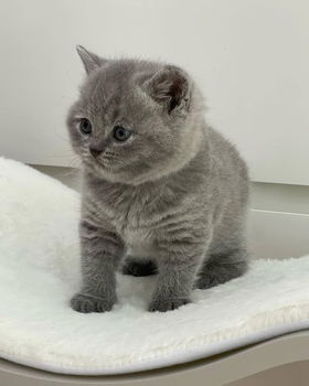 Rasechte Britse korthaar kittens - 0