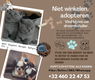 Ik wil graag een kitten aan een gezin geven. - 0 - Thumbnail