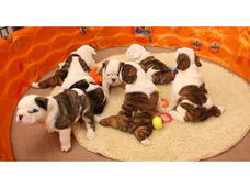 Schattig geregistreerdEngelseBulldog te kooppups