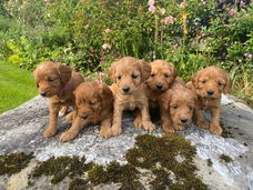 Schattig geregistreerdCockapoo te kooppups
