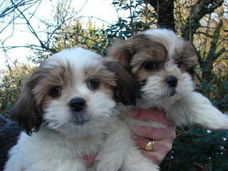 Schattig geregistreerdShihTzu te kooppups
