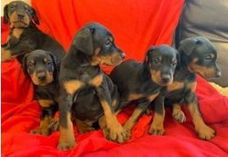 Schattig geregistreerdDoberman te kooppups