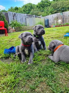 Schattig geregistreerdBlauweStaffordshire te kooppups