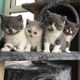 Scottish fold kitten zoekt nieuw huisje - 0 - Thumbnail
