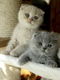 Brits korthaar kittens zijn nu klaa voor nieuwe woningen - 3 - Thumbnail