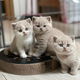 Brits korthaar kittens zijn nu klaa voor nieuwe woningen - 0 - Thumbnail