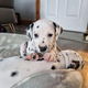Prachtige Dalmatiërpuppy's,. - 3 - Thumbnail