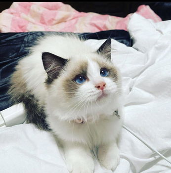 Klaar nu mooie vlampunt Ragdoll Ka - 0