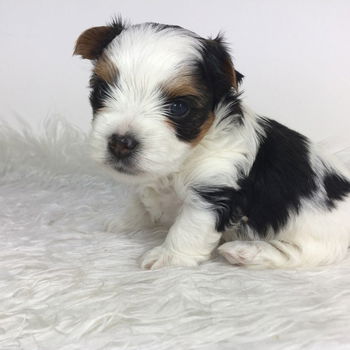 Prachtige Biewer Terrier-puppy's,. - 0