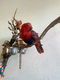 Edel pop te koop - 0 - Thumbnail