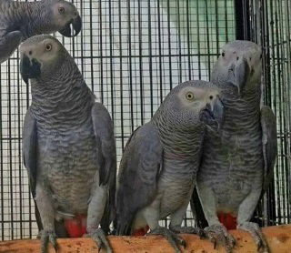 Getemde Afrikaanse Grijze Papegaai voor Adoptie met haar Kooi - 0