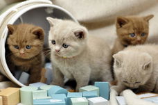 Scottish fold kitten zoekt nieuw huisje