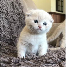 Burmese Kittens Onze prachtige ooit