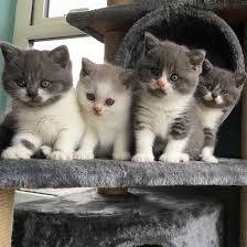 Schotse vouwen kittens