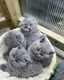 Prachtig BHK nest - 0 - Thumbnail