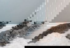 Britse korthaar kittens schattig en gezond
