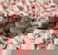 BKH kittens op zoek naar een permanent thuis - 0 - Thumbnail