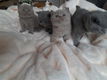 Twee meisjes en twee jongens Britse korthaar kittens - 1 - Thumbnail