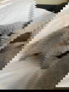 Super schattige Britse korthaar kittens