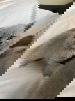 Super schattige Britse korthaar kittens - 1