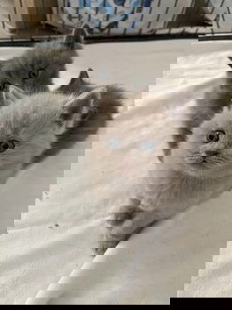Super schattige Britse korthaar kittens - 2