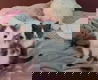 Europese korthaar kittens - 0 - Thumbnail