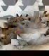 Ragdoll schatjes - 0 - Thumbnail