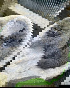 Mooie en gezonde kittens weggeven