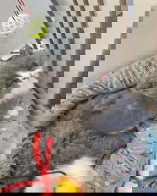 Prachtige BKH-kittens weggeven
