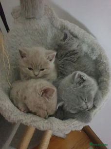 Mooie en gezonde kittens weggeven