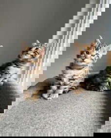 Lief bengaals nestje