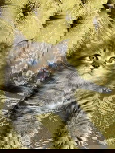 Siberische kittens
