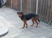 Lieve hond BEN - 0 - Thumbnail