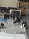 Bordercollie pups - 0 - Thumbnail