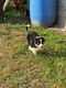 Bordercollie pups - 2 - Thumbnail