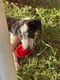 Bordercollie pups - 3 - Thumbnail