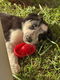 Bordercollie pups - 4 - Thumbnail